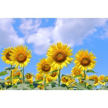 夏のスキンケア