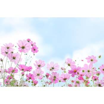 秋の花『コスモス』