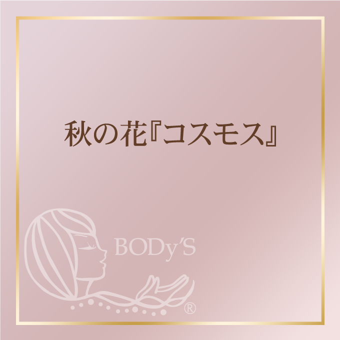 秋の花『コスモス』